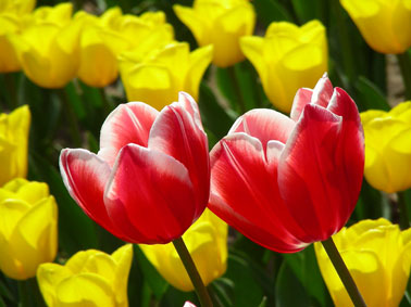 Tulpenpaar